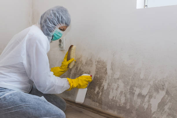 Best Attic Mold Remediation in Queens Gate, PA